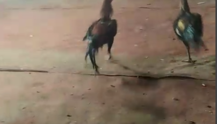 sabung-ayam-di-singosari-malang-perjudian