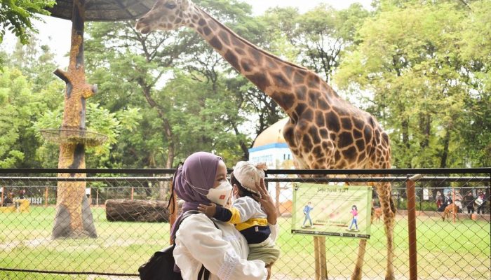 kebun-binatang-surabaya-40-ribu-pengunjung