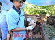 Panitia Kurban Diminta Perhatikan Pedoman Pemotongan Hewan