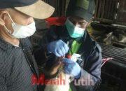 Antisipasi Flu Burung, DKPP Ambil Sampel Unggas di Pasar