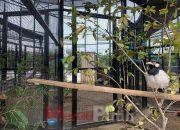 Mini Zoo Romokalisari Adventure Land Kini Ada Koleksi Satwa Burung