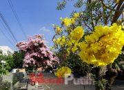 Ribuan Tabebuya Kembali Bermekaran, Surabaya Serasa di Negeri Sakura Jepang
