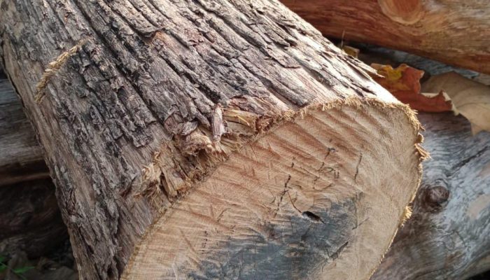 Berikut Bantahan Perhutani KPH Jatirogo Terkait Jual Kayu Tebangan
