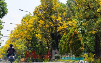 Gerakan Satu Jiwa satu Pohon di Surabaya Kembali Digalakkan