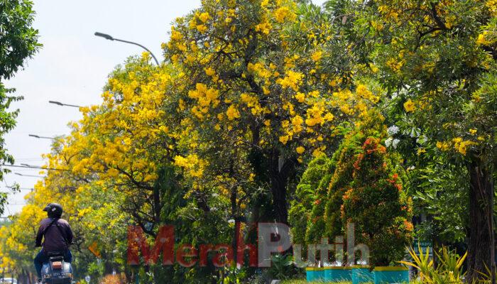 Gerakan Satu Jiwa satu Pohon di Surabaya Kembali Digalakkan