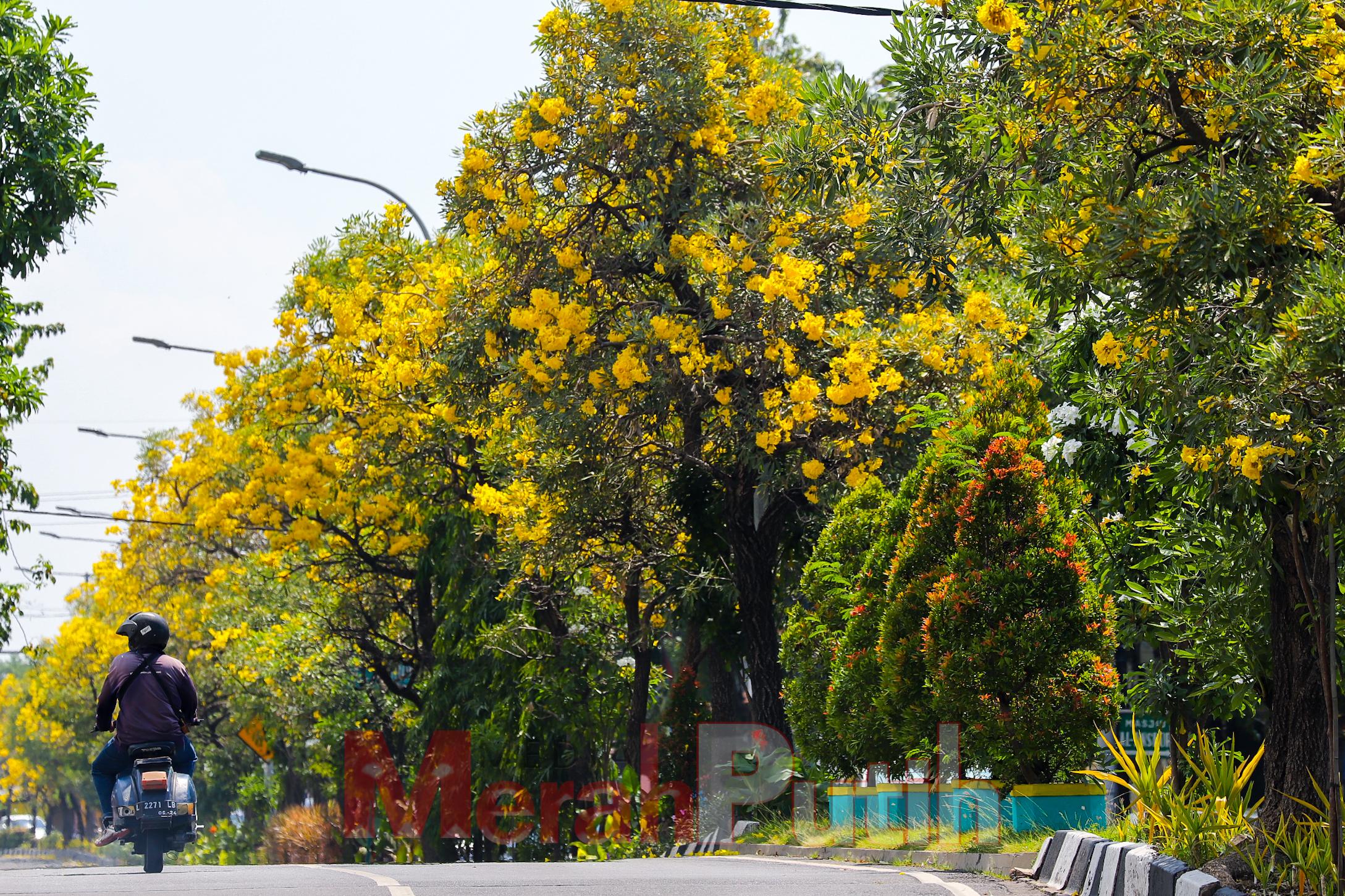 gerakan-satu-jiwa-satu-pohon-surabaya