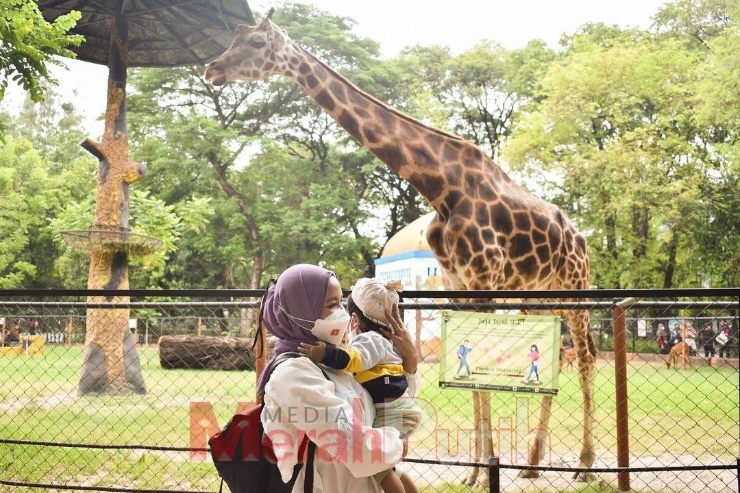 hari-kedua-lebaran-wisatawan-kunjungi-kbs
