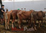 Limbah Rumen Hewan Kurban Dilarang Buang Sembarangan, DLH: Bisa di TPS Terdekat