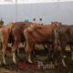 rumen-hewan-kurban-dilarang-buang-sembarangan