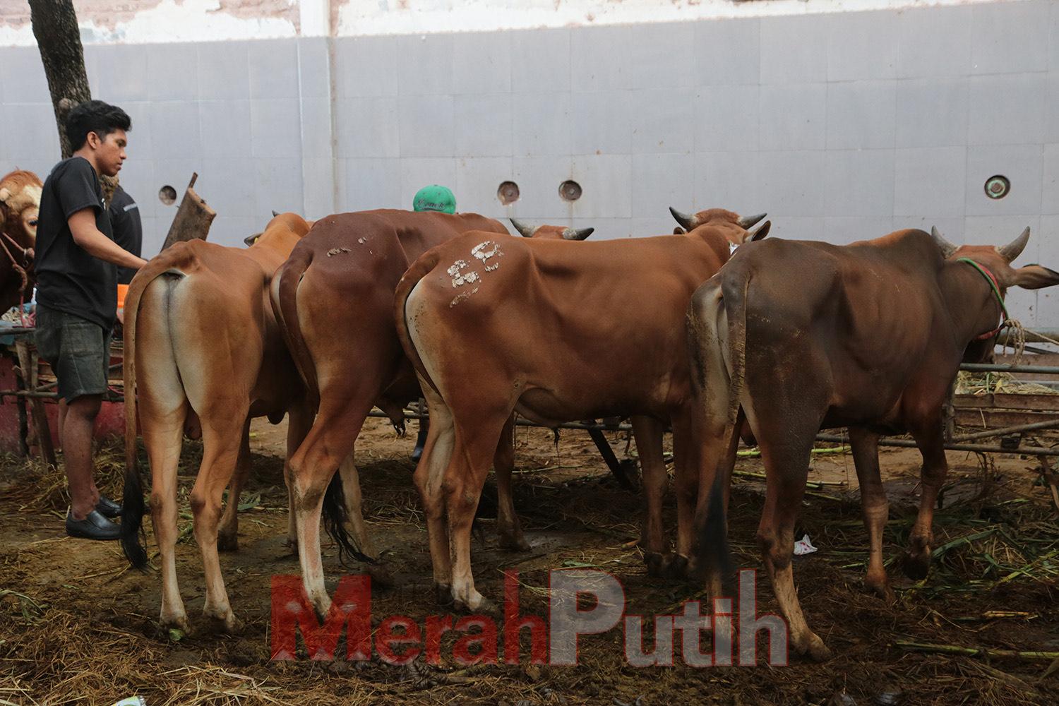 rumen-hewan-kurban-dilarang-buang-sembarangan