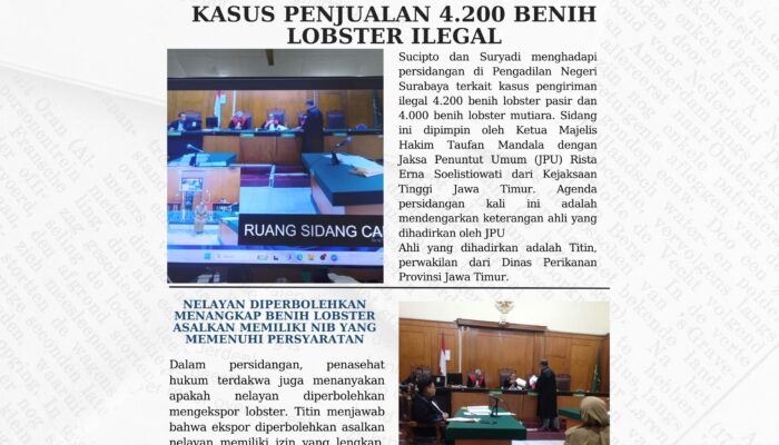 Sucipto dan Suryadi Terjerat Kasus Penjualan 4.200 Benih Lobster Ilegal