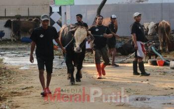 DKPP Surabaya Perketat Pengawasan Penjualan Hewan Kurban Jelang Idul Adha 2025