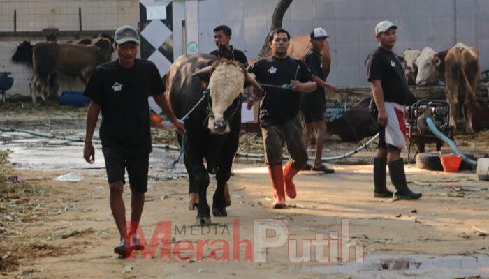 DKPP Surabaya Perketat Pengawasan Penjualan Hewan Kurban Jelang Idul Adha 2025