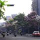 menghadapi-hutan-beton-menanam-di-perkotaan