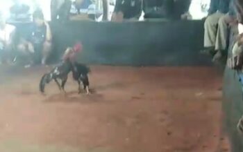 sabung-ayam-di-singosari-malang-perjudian