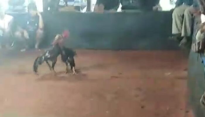 Sabung Ayam di Singosari Malang Diduga Jadi Perjudian Terbuka