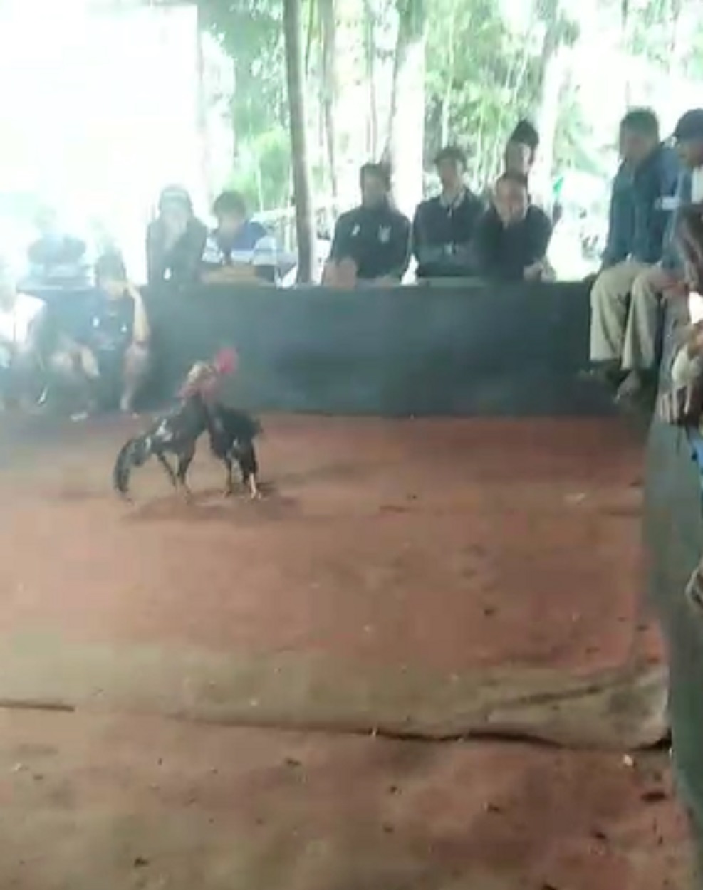 sabung-ayam-di-singosari-malang-perjudian